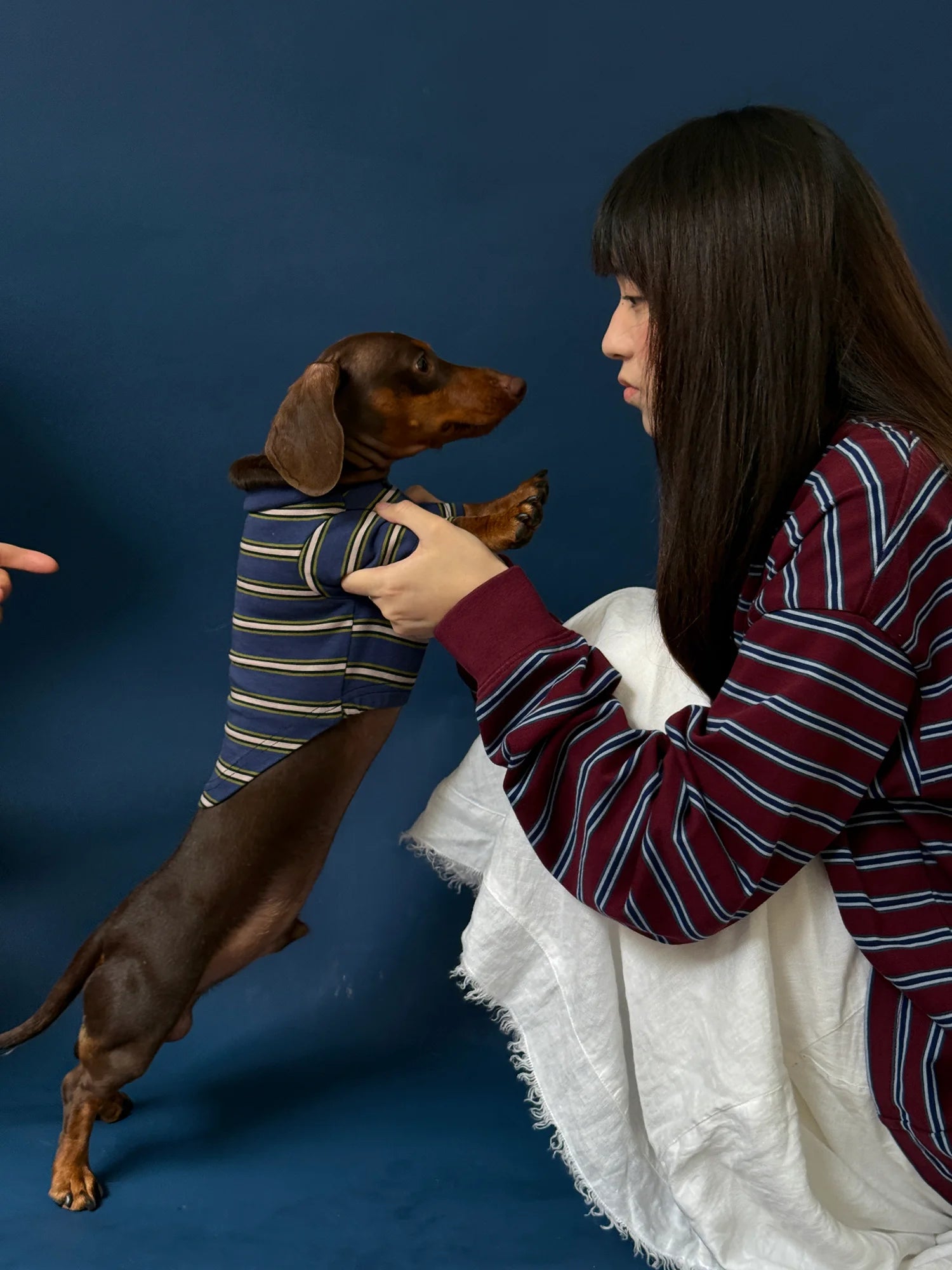 Red Blue Retro Striped T-shirts for Wiener Dog, Westie