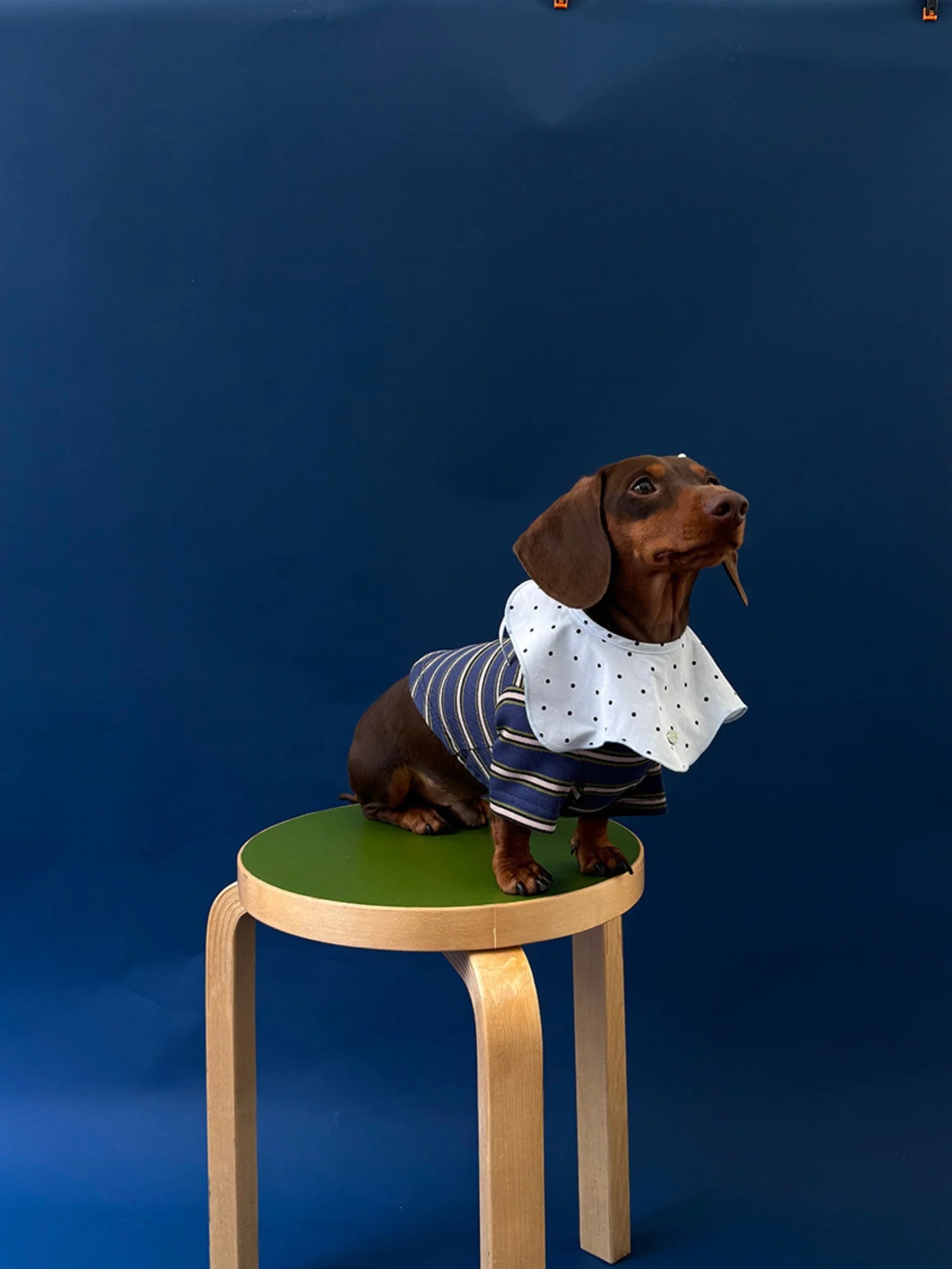 Red Blue Retro Striped T-shirts for Wiener Dog, Westie