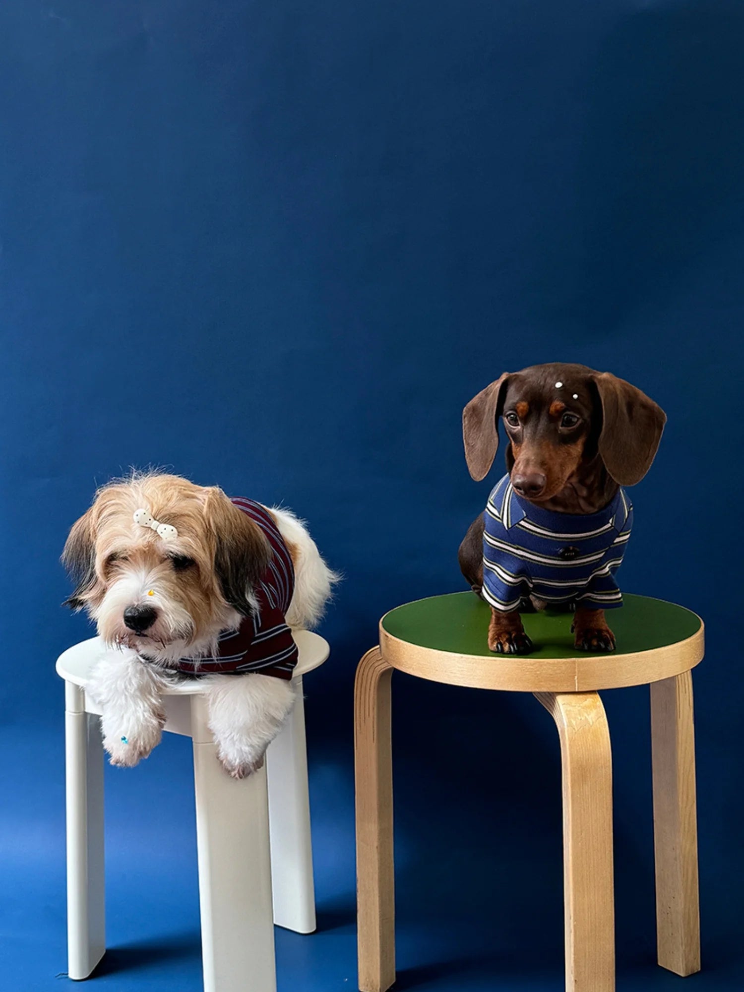 Red Blue Retro Striped T-shirts for Wiener Dog, Westie