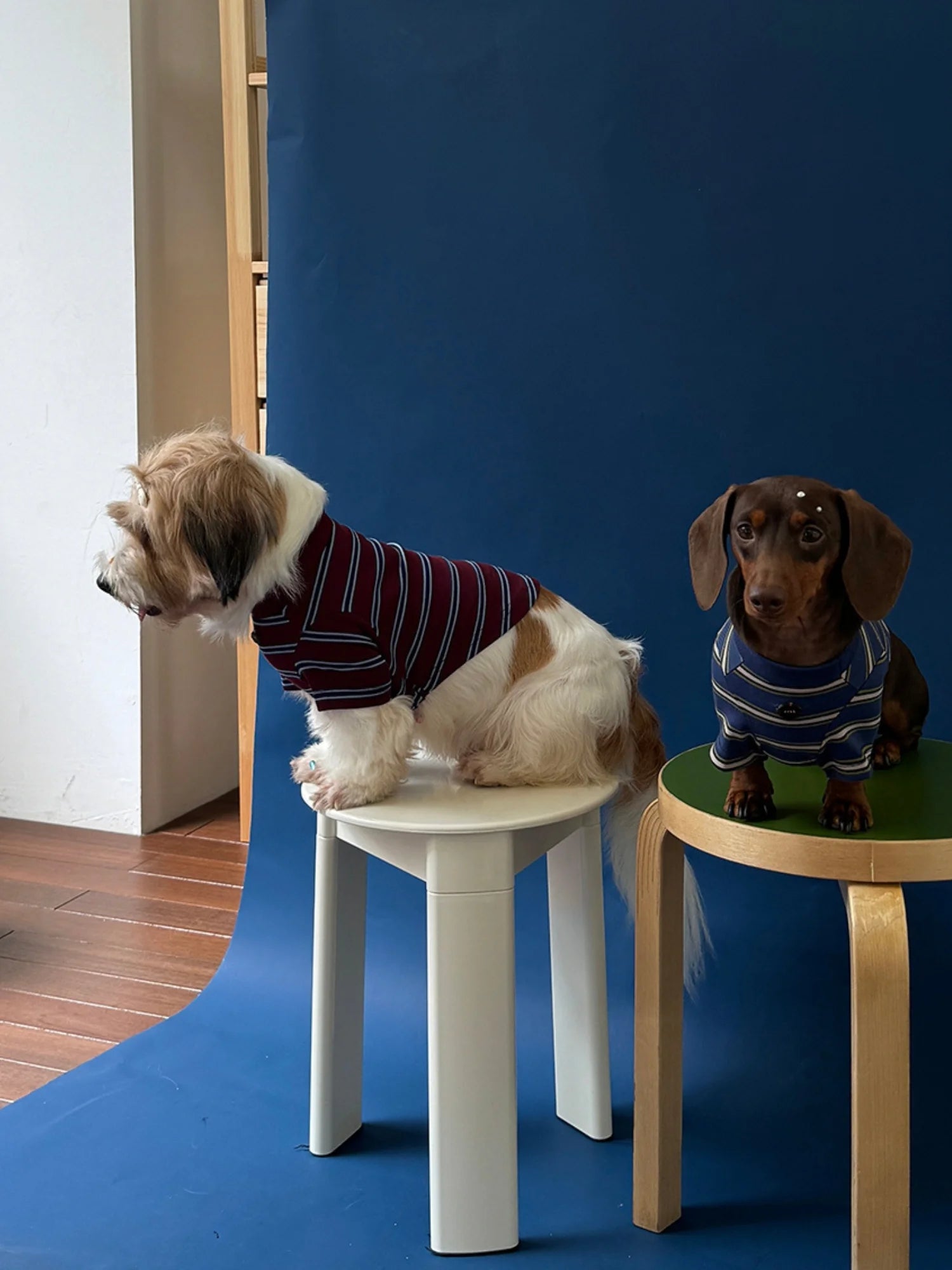 Red Blue Retro Striped T-shirts for Wiener Dog, Westie
