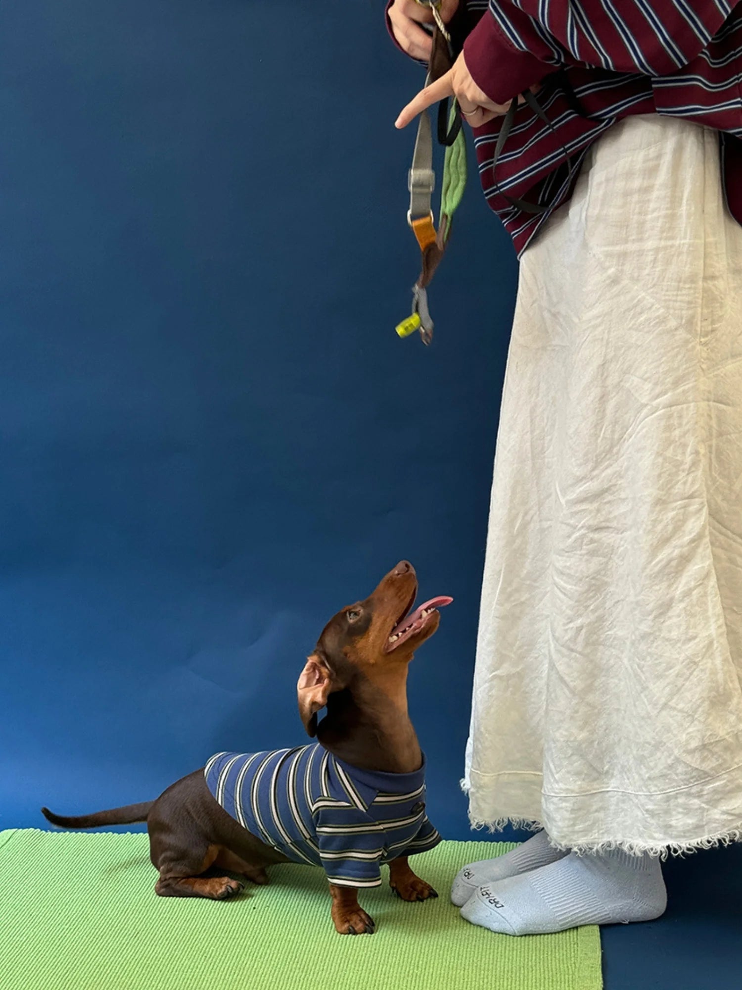 Red Blue Retro Striped T-shirts for Wiener Dog, Westie