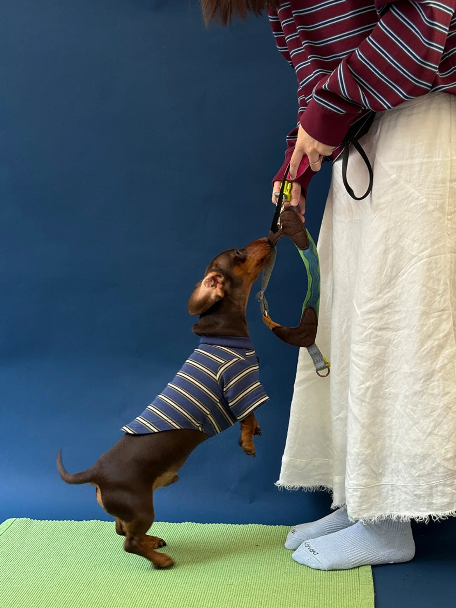 Red Blue Retro Striped T-shirts for Wiener Dog, Westie