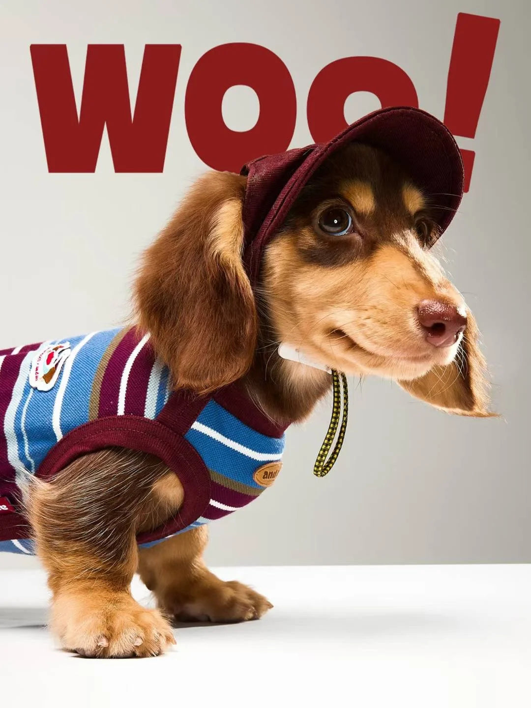 Stylish Dachshund in a striped vest and baseball cap — trendy Wiener dog clothes
