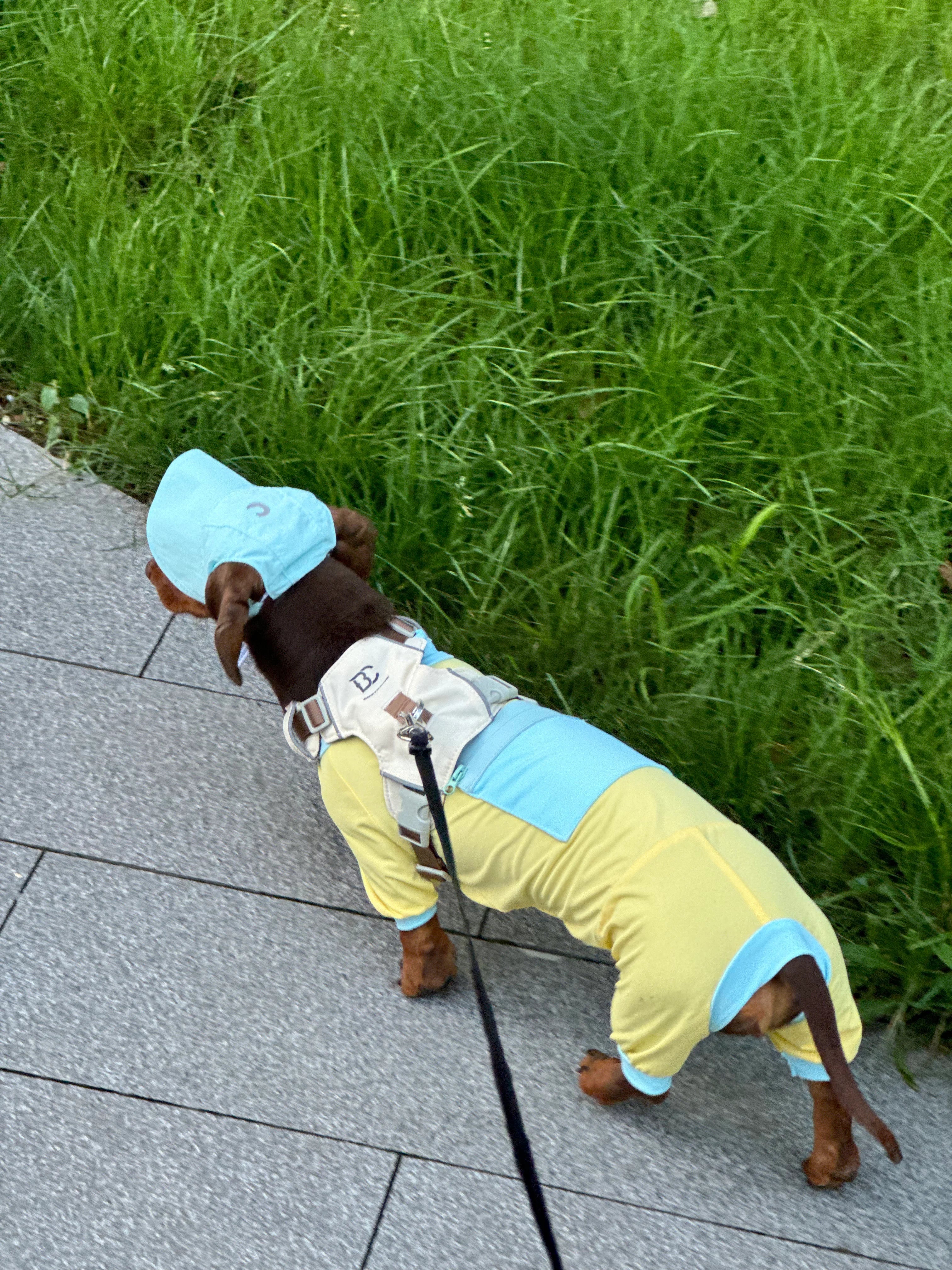 Summer Bright Yellow Cooling Onesie for Dachshunds