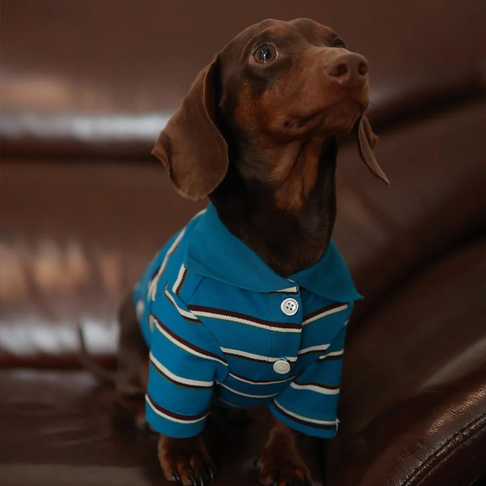 Updated Blue Striped POLO Shirt for Dachshund