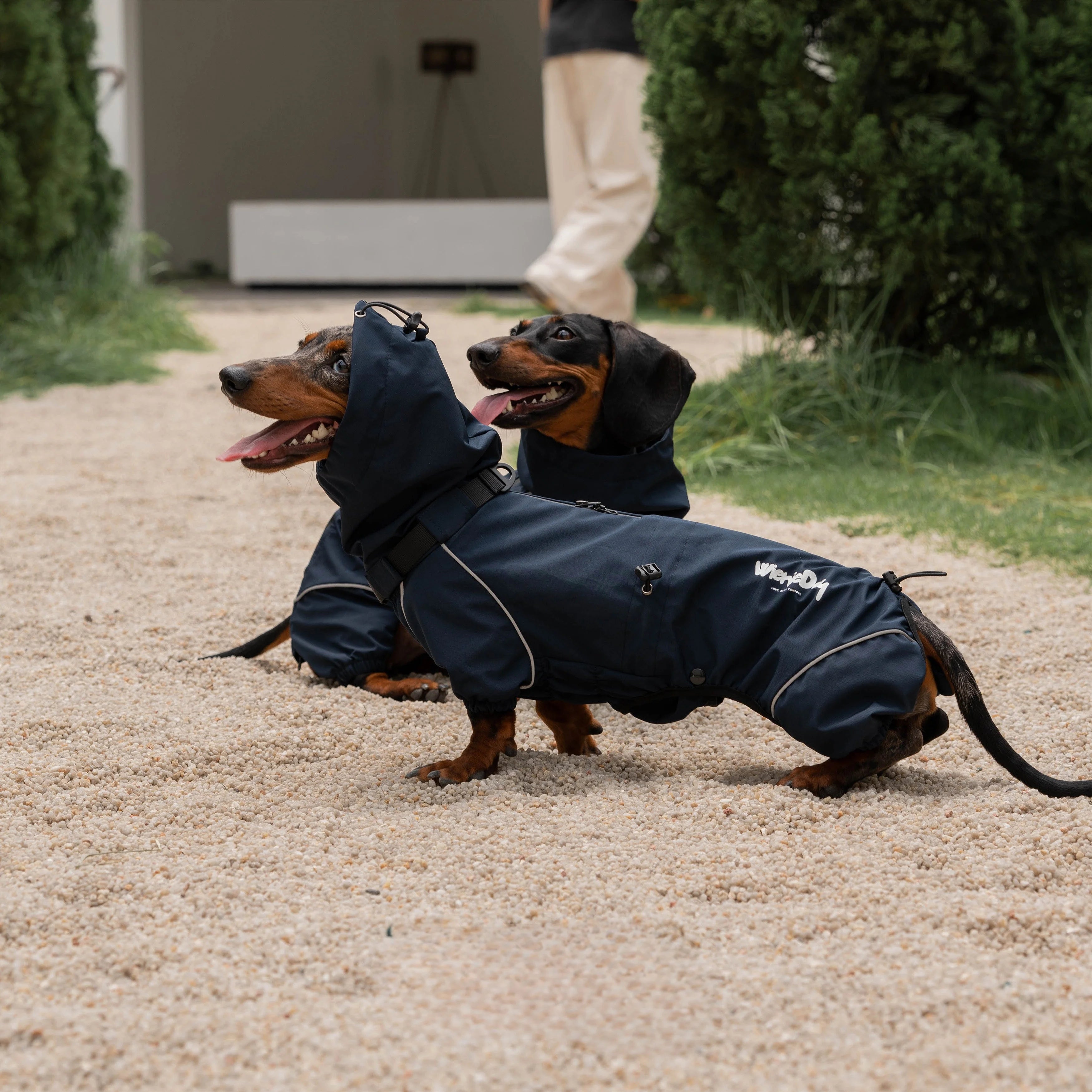 Waterproof Full-Cover Raincoat for Dachshunds-Navy