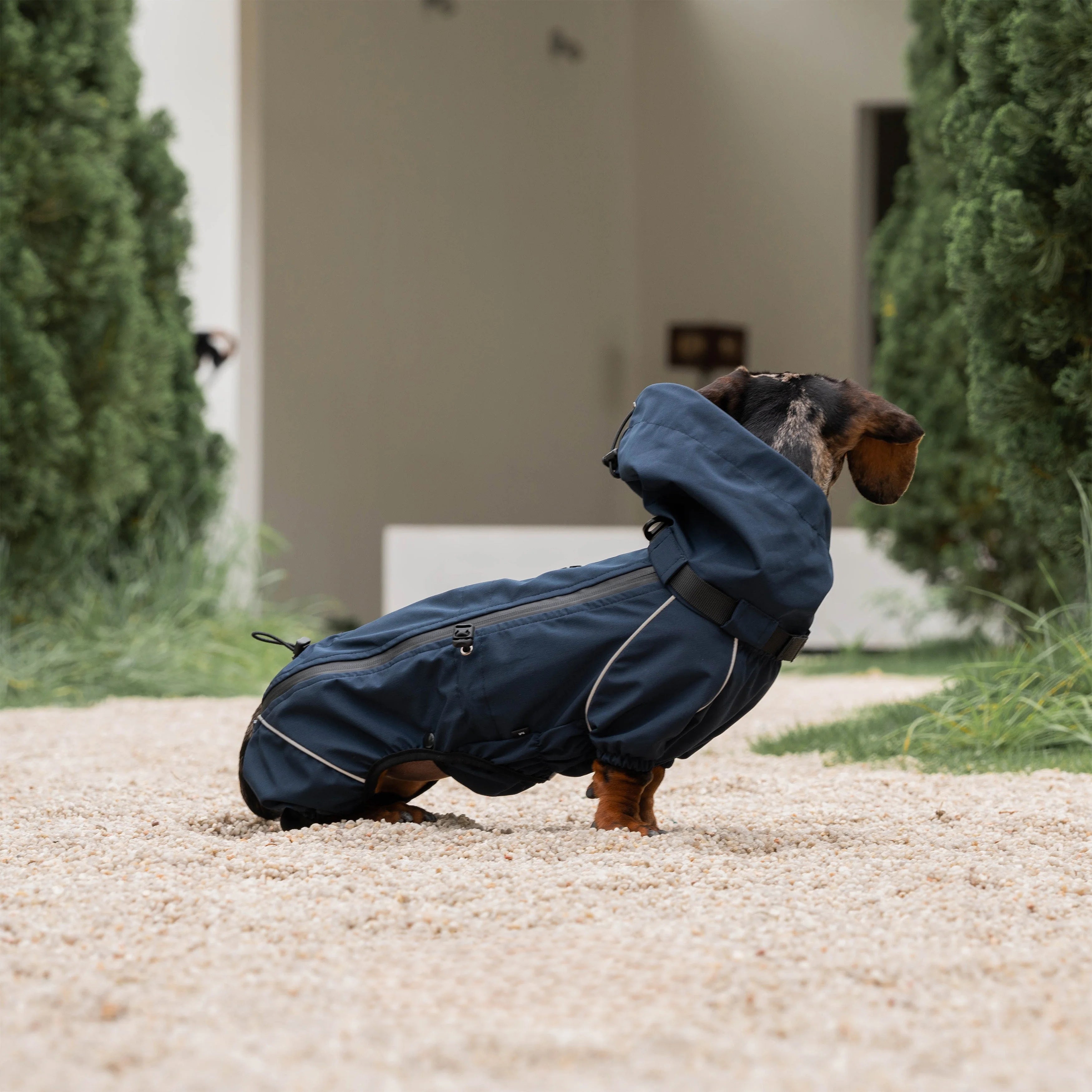 Waterproof Full-Cover Raincoat for Dachshunds-Navy
