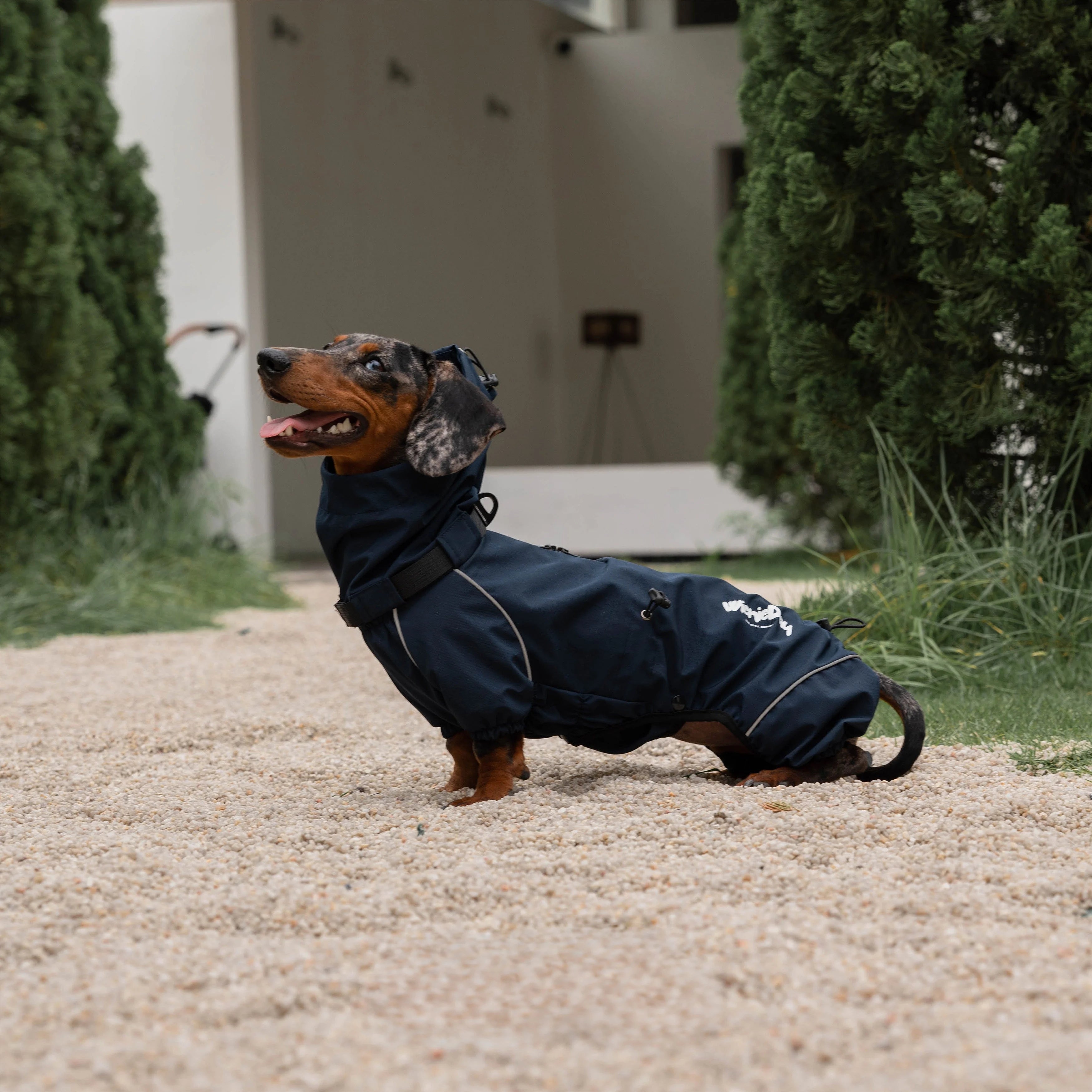 Waterproof Full-Cover Raincoat for Dachshunds-Navy