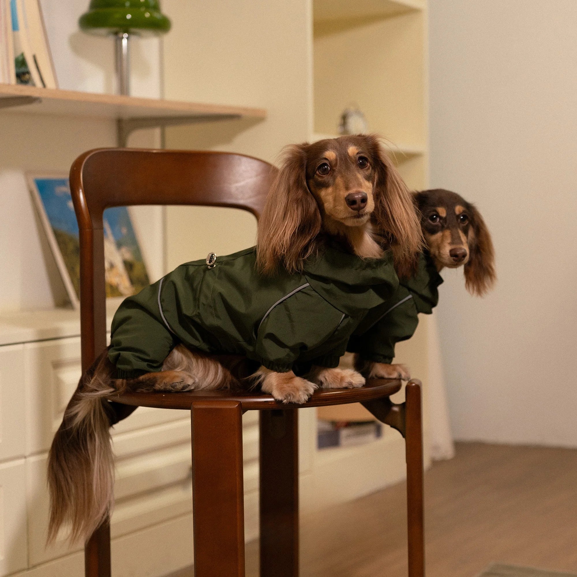 Waterproof Outdoor Full-Body Jacket for Dachshunds