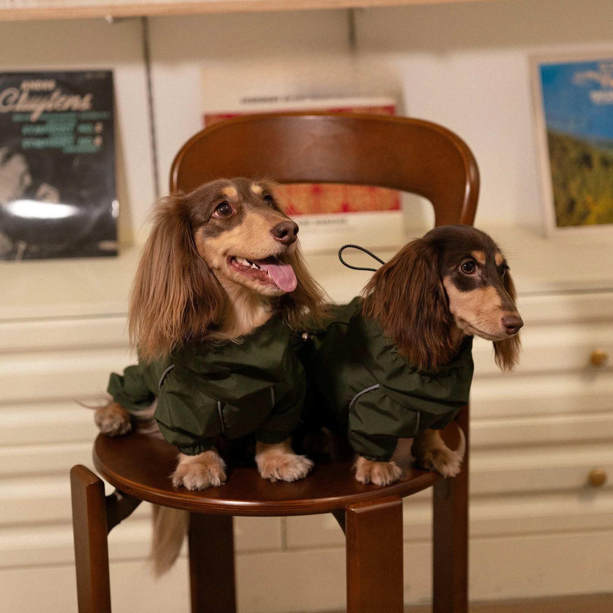 Waterproof Outdoor Full-Body Jacket for Dachshunds