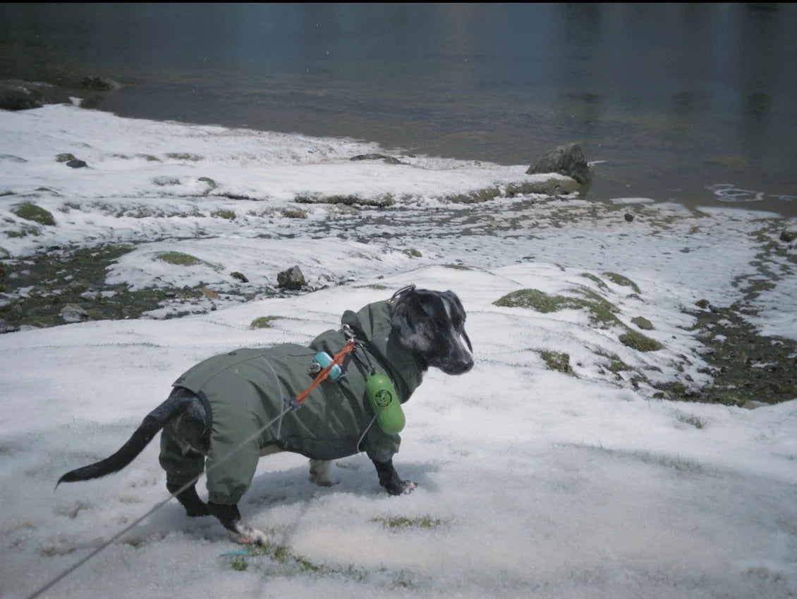 Waterproof Outdoor Full-Body Jacket for Dachshunds