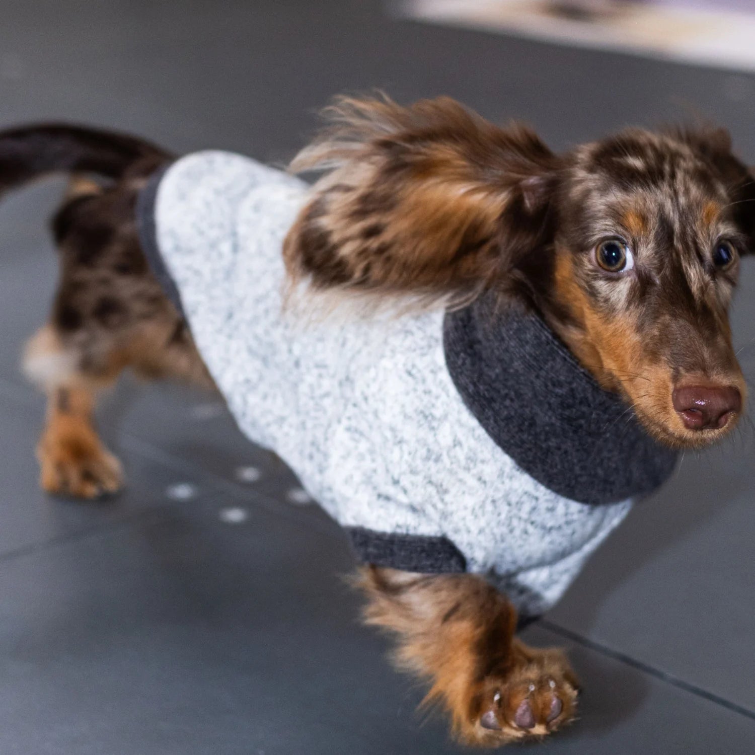 Wool Fleece Two-Leg Black Gray Sweater for Dachshunds